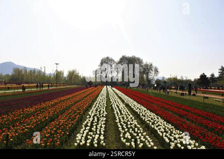 Indira Gandhi Memorial Tulip Garden, Srinagar Kashmir, India, Asia Foto Stock