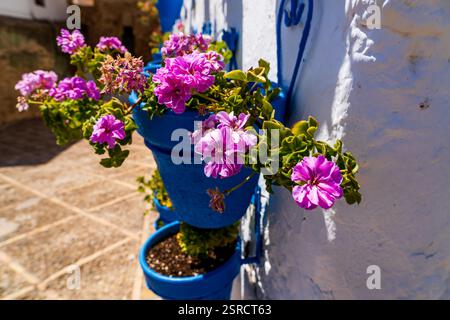 Gerani rosa vividi in pentole blu su un muro bianco illuminato dal sole nel villaggio andaluso di Iznajar Foto Stock