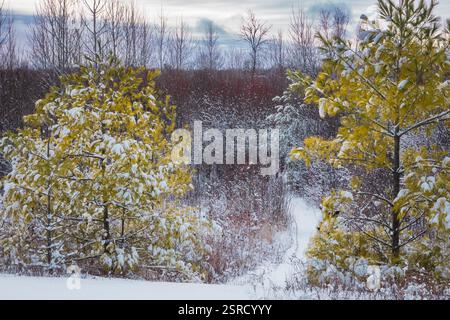Uno dei miei hotel preferiti dal Door County Land Trust per le racchette da neve è la Oak Road Preserve, situata nel centro della contea di Door, Wisconsin Foto Stock