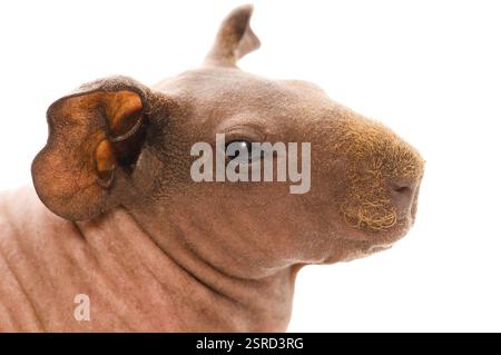 Cavia magra sul bianco, lodz, polonia Foto Stock