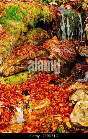 Ruscello in una foresta di faggi. Foresta di faggi la Pedrosa - Hayedo de la Pedrosa. Situato sul versante settentrionale del massiccio del Ayllón, è uno dei più meridionali Foto Stock