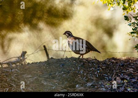 Pergamena dalle gambe rosse nel suo ambiente naturale. Jaén, Andalucía, Spagna, Europa Foto Stock
