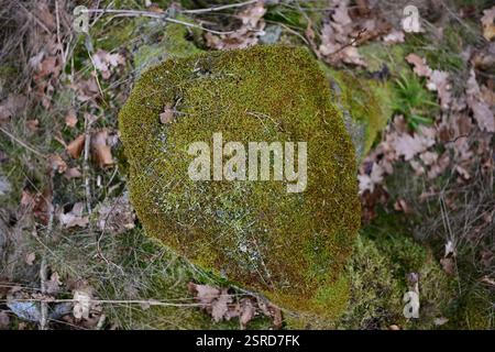 Örkelljunga, Skåne, Svezia. 12 febbraio 2025. Paesaggio forestale. Foto Stock