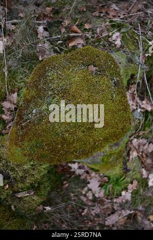 Örkelljunga, Skåne, Svezia. 12 febbraio 2025. Paesaggio forestale. Foto Stock