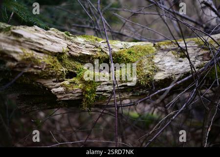 Örkelljunga, Skåne, Svezia. 12 febbraio 2025. Paesaggio forestale. Foto Stock