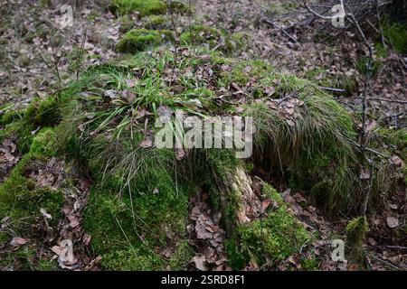 Örkelljunga, Skåne, Svezia. 12 febbraio 2025. Paesaggio forestale. Foto Stock