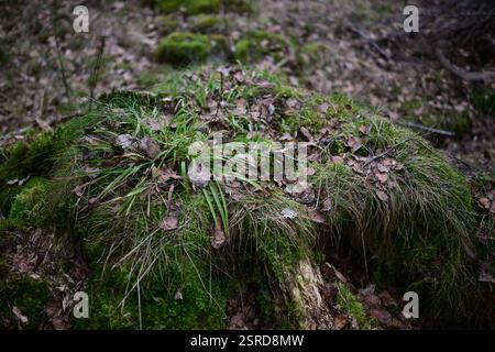 Örkelljunga, Skåne, Svezia. 12 febbraio 2025. Paesaggio forestale. Foto Stock