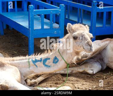 Cammello Trader, Assuan, Daraw. Egitto Foto Stock