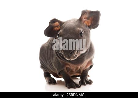 Porcellino d'India magro, polonia Foto Stock