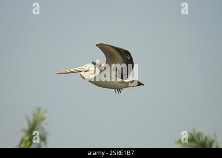 Uccelli, Pelican pelecanus philippensis a beccuccio, Mysore, Karnataka, India, Asia Foto Stock