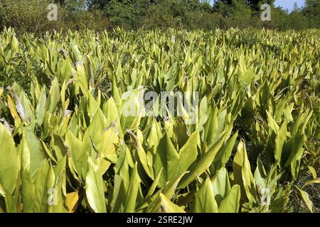 Agricoltura biologica di verdure curcuma in Nemawar Madhya Pradesh India Foto Stock