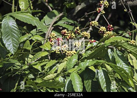 Pianta di caffè con bacche arabica, Thekkady Thekkadi, District Idukki, Kerala, India, Asia Foto Stock