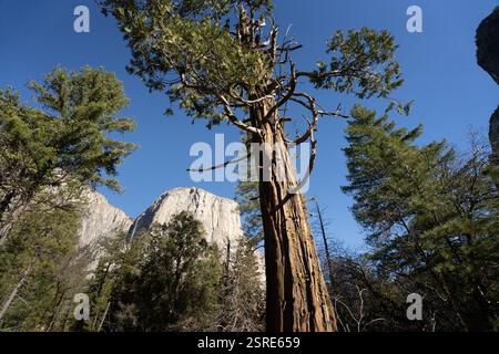 Alberi giganti di sequoia circondano El Capitan nel Parco Nazionale di Yosemite. Un maestoso albero vecchio si erge alto. Foto Stock