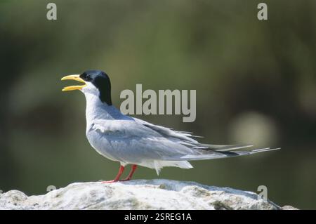 Uccelli, terna fluviale sterna aurantia al santuario ornitologico di Ranganathittu, Mysore, Karnataka, India, Asia Foto Stock