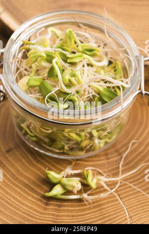 Germogli verdi di girasole nel vaso Foto Stock