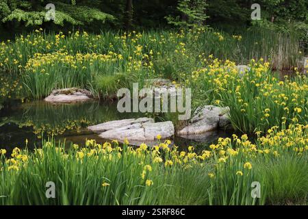 La bellezza della primavera in un campo di lussureggiante erba verde e nuova crescita su alberi e fiori di Iris gialli che circondano uno stagno Foto Stock