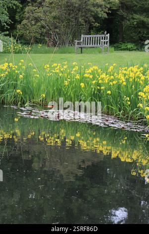 La bellezza della primavera in un campo di lussureggiante erba verde e nuova crescita su alberi e fiori di Iris gialli che circondano uno stagno Foto Stock