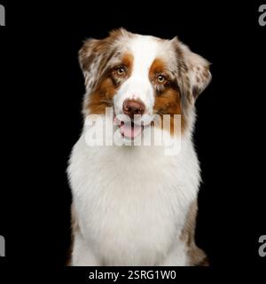 Ritratto di Red merle pastore australiano su sfondo nero Foto Stock