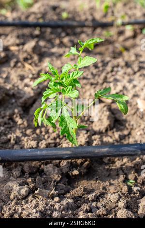 Le giovani piantine di pomodoro crescono sul terreno con tubi di irrigazione a goccia in giardino. Foto Stock