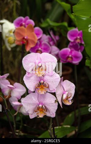 Fiori di orchidea bianca con una moltitudine di puntini rosa sui petali Foto Stock