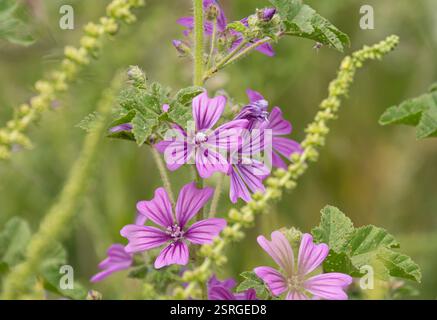 Common Mallow Malva sylvestris, fioritura presso la riserva RSPB Frampton Marsh sul bordo dei passerelle, Lincoln, giugno Foto Stock