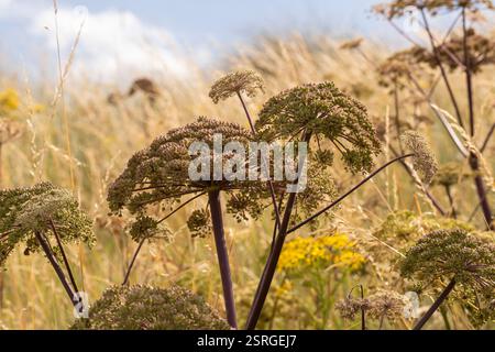 Angelica Angelica sylvestris, che cresce nella zona erbosa selvatica su un vecchio terreno industriale, costiero, Teesside, agosto, Foto Stock