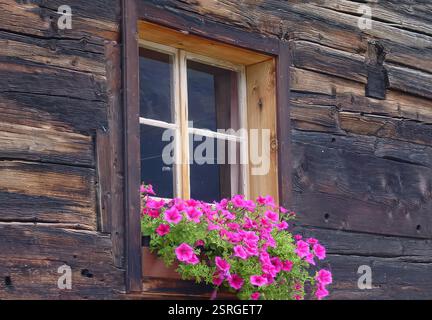 Finestra in legno vintage con scatola di fiori rosa su parete rustica Foto Stock