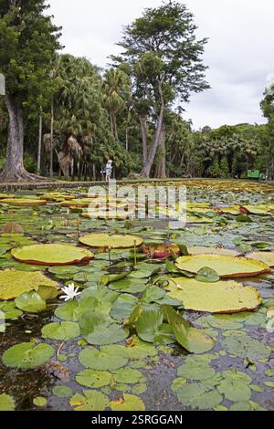Laghetto con ninfee giganti (Victoria amazonica), Giardino Botanico o Giardino Botanico Sir Seewoosagur Ramgoolam o Giardino Botanico Pamplemousses, P. Foto Stock