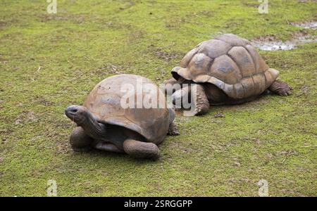 Tartarughe giganti di Aldabra (Aldabrachelys gigantea), Giardino Botanico o Giardino Botanico Sir Seewoosagur Ramgoolam o Giardino Botanico Pamplemousses, Pa Foto Stock