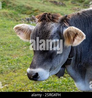 primo piano ritratto di una mucca svizzera braunvieh con un campanello Foto Stock