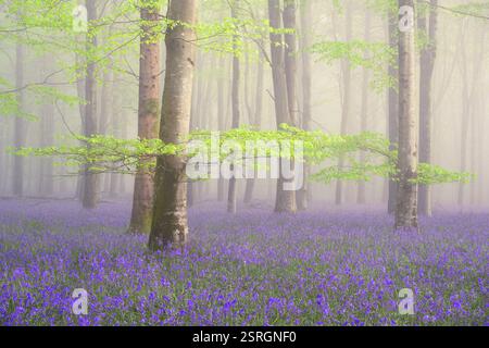 Foglie verdi brillanti su un faggio con tappeti di campanelli viola in una foresta nebbiosa in una fresca mattina primaverile. Dorset, Inghilterra. Foto Stock