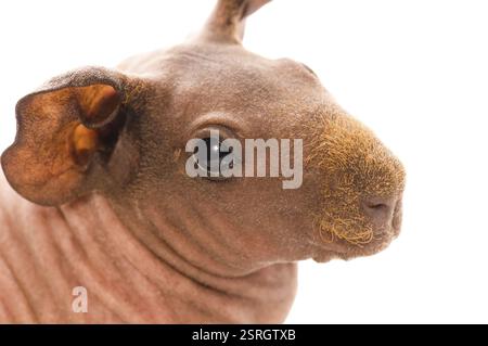 Cavia magra sul bianco, polonia Foto Stock