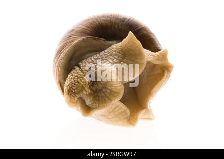 Lumaca. animale isolato su sfondo bianco Foto Stock