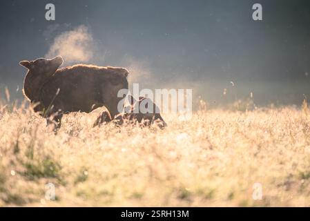 Mucca e cucciolo di vitello nella campagna britannica in una fresca mattinata d'estate. Foto Stock