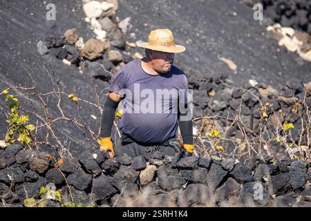 Primo piano delle vigne curate dagli uomini del tempo nei vigneti vulcanici unici di la Geria a Lanzarote, in Spagna, l'8 febbraio 2025 Foto Stock