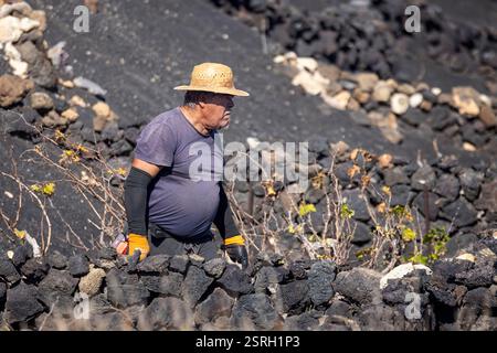 Primo piano delle vigne curate dagli uomini del tempo nei vigneti vulcanici unici di la Geria a Lanzarote, in Spagna, l'8 febbraio 2025 Foto Stock