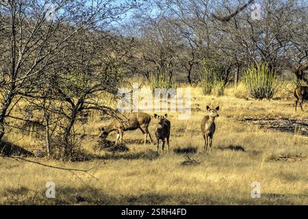 Cervi maculati, Ranthambore Wildlife Sanctuary, Rajasthan, India, Asia Foto Stock