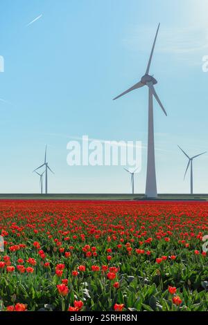 Un vasto campo di tulipani rossi si estende verso l'orizzonte, con torreggianti turbine eoliche sullo sfondo sotto un cielo blu brillante Foto Stock
