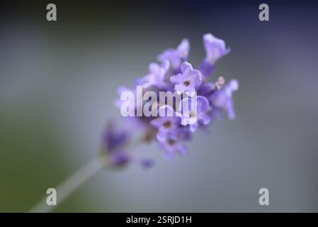 Macchie di fiori di lavanda davanti allo sfondo sfocato Foto Stock