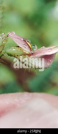 Shyleaf (Aeschynomene americana), Plantae, British Indian Ocean Territory, voucher sample taken Foto Stock