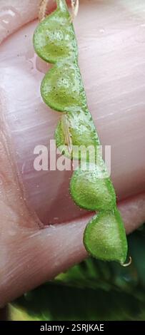 Shyleaf (Aeschynomene americana), Plantae, British Indian Ocean Territory, voucher sample taken Foto Stock