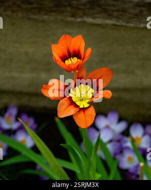 Fiore di Arlecchino (Sparaxis tricolor) Foto Stock