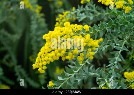 Fiori gialli della Australian acacia cultriformis Foto Stock