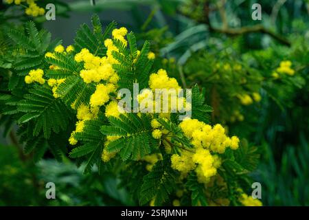 Sfondo con fiori gialli della mimosa. Acacia deambata. Mimosa. Foto Stock
