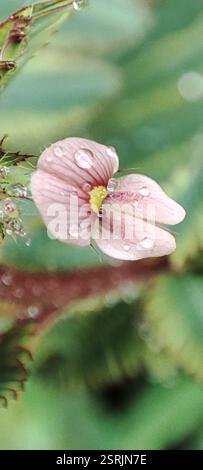 Shyleaf (Aeschynomene americana), Plantae, British Indian Ocean Territory, voucher sample taken Foto Stock