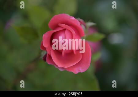Un primo piano di un rosebud rosso Foto Stock