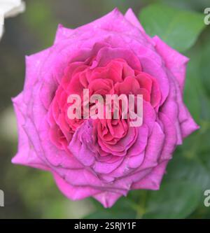 Un primo piano della fioritura di una bellissima rosa rossa in tutto il suo splendore Foto Stock