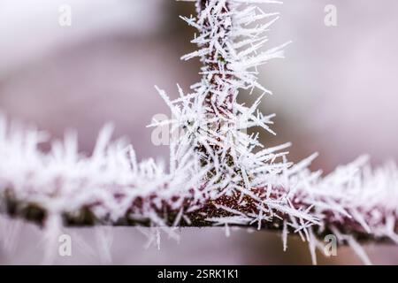Vista macro dei cristalli di gelo che formano intricati motivi sul ramo di melo congelato in inverno. Foto Stock