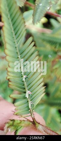 Shyleaf (Aeschynomene americana), Plantae, British Indian Ocean Territory, voucher sample taken Foto Stock