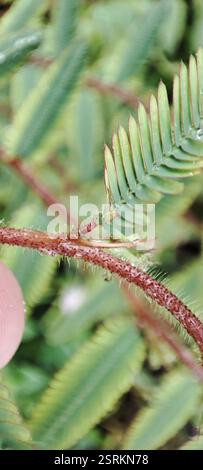 Shyleaf (Aeschynomene americana), Plantae, British Indian Ocean Territory, voucher sample taken Foto Stock